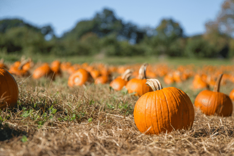 fall fun in Smithfield pumpkin patch