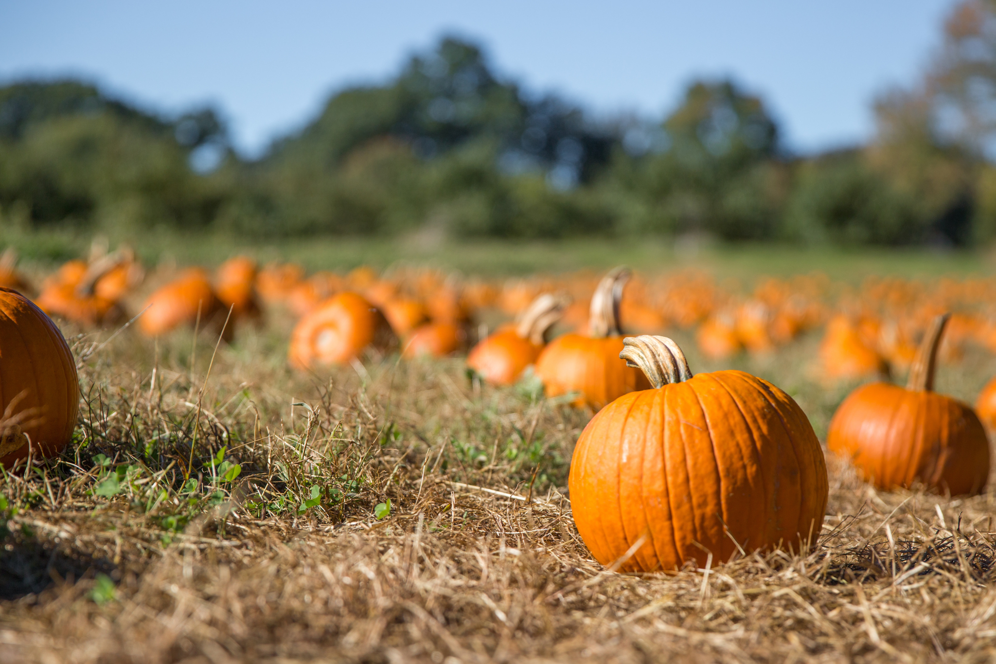 fall fun in Smithfield pumpkin patch