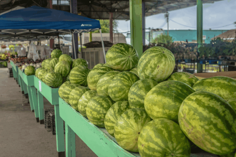 Fresh watermelons on display at an open-air farmers market near Honaker Farms in Selma, NC