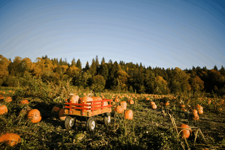 Fall in Bartlett Farm Pikeville NC with homes and local family events