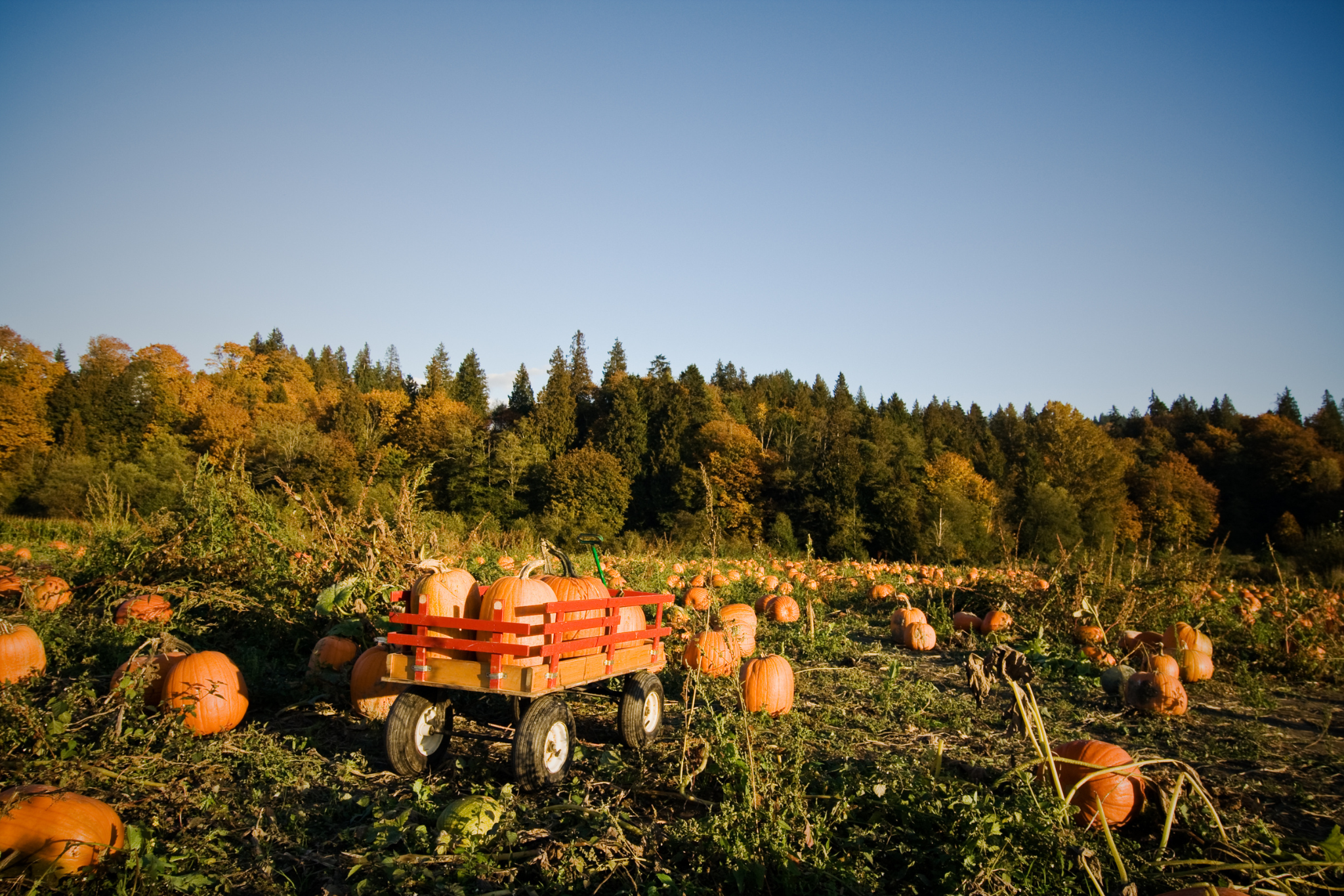 Fall in Bartlett Farm Pikeville NC with homes and local family events